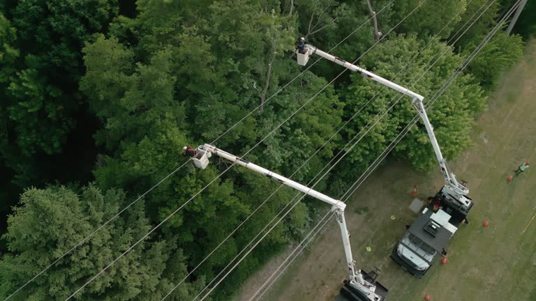 How Our Tree Care Process Works  in  Governors Village, NC